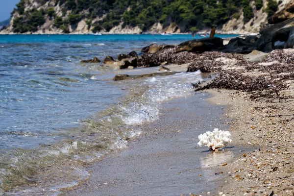 White coral on sea beach — Stock Photo, Image