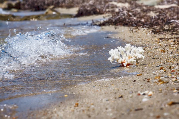海边的白色珊瑚 — 图库照片