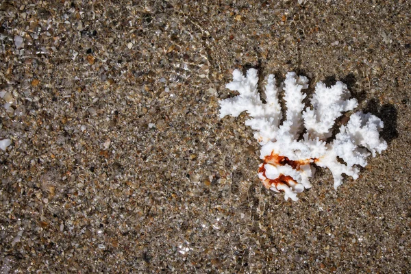 Bílé korálové moře písku — Stock fotografie