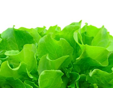 Beyaz arka planda taze yeşil salata.