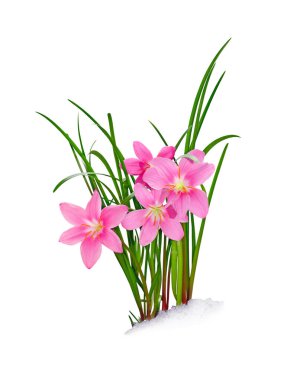 Beyaz arka planda izole edilmiş güzel pembe çiçek.