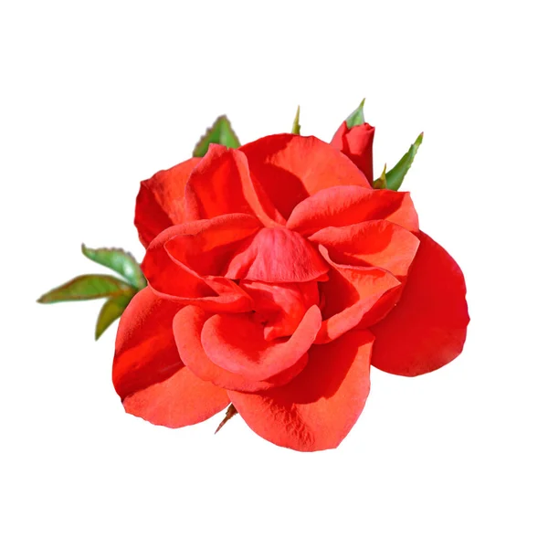 Красивая Красная Роза Изолированы Белом Фоне — стоковое фото