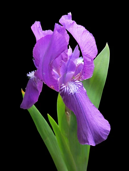 Iris violeta aislado sobre fondo negro — Foto de Stock