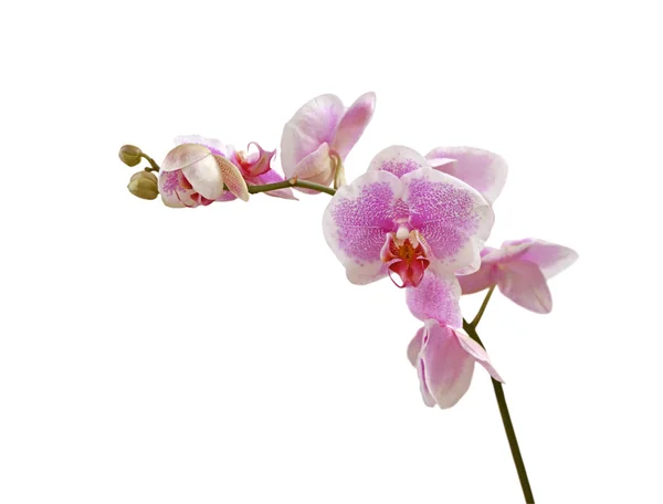 stock image Pink orchid isolated on white background