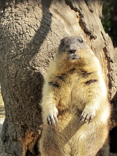 arka ayakları üzerinde duran kunduz