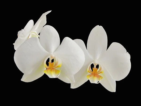 Beyaz Orkide çiçek