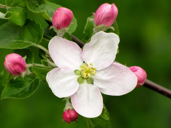 Çiçek açan elma ağacı