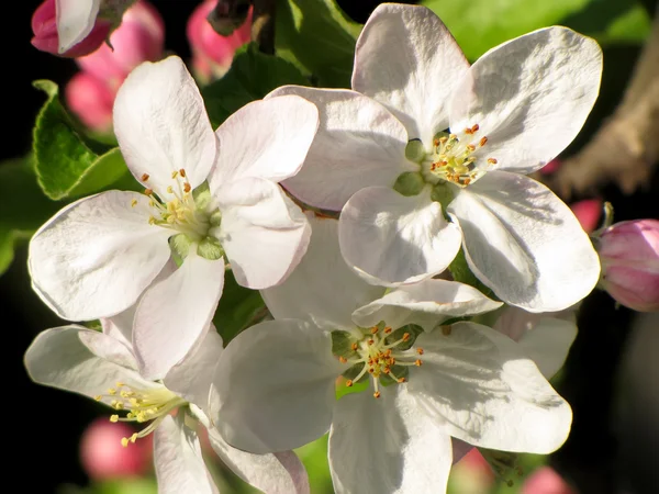 Çiçek açan elma ağacı