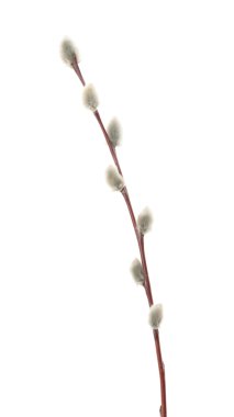 Willow dallar üzerinde beyaz izole. Gölge