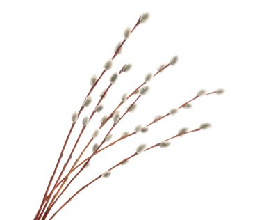 Willow dallar üzerinde beyaz izole. Gölge