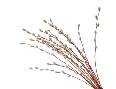 Willow dallar üzerinde beyaz izole. Gölge