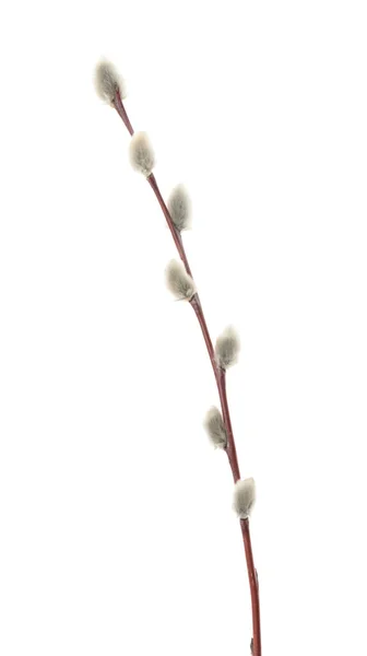 Willow twigs isolated on white. without shadow — Stock Photo, Image