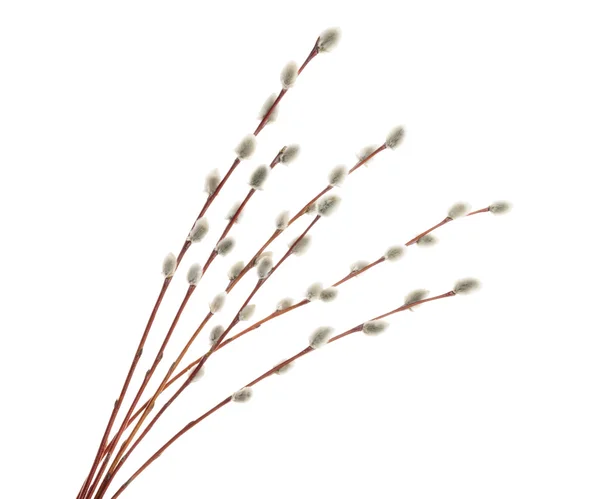 Willow dallar üzerinde beyaz izole. Gölge