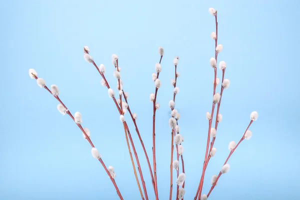 Willow twigs on blue background — Stock Photo, Image