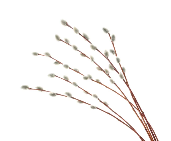 Willow kvistar isolerade på vitt. utan skugga — Stockfoto