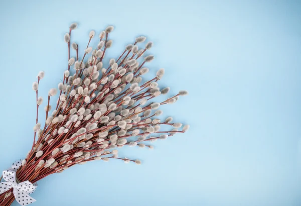 Willow twigs mavi zemin üzerine