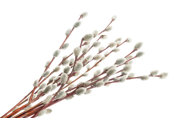 Willow dallar üzerinde beyaz izole. Gölge — Stok fotoğraf