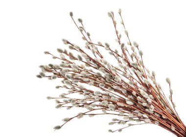 Willow dallar üzerinde beyaz izole. Gölge