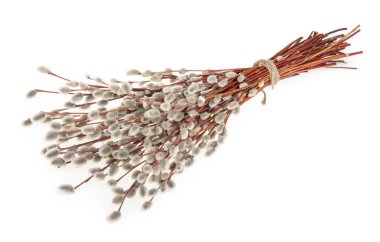 Willow dallar üzerinde beyaz izole