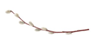 Willow dallar üzerinde beyaz izole. Gölge