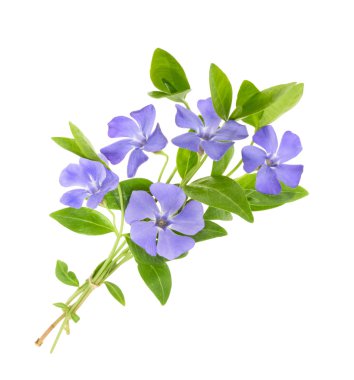 Periwinkle, Vinca minör beyaz üzerine izole