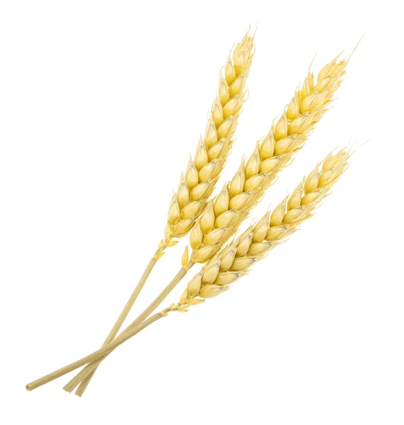 Пшеница изолирована на белом. без тени — стоковое фото