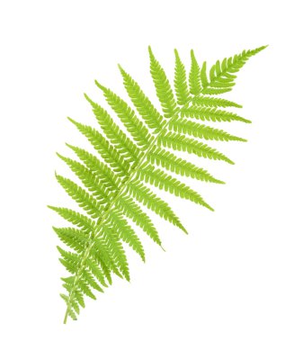 Beyaz izole fern. Gölge