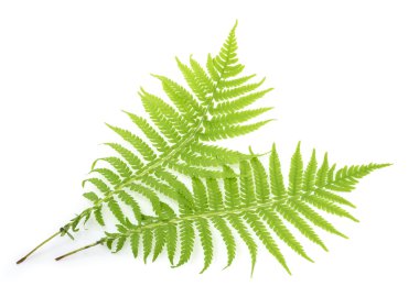 eğreltiotu üzerinde beyaz izole