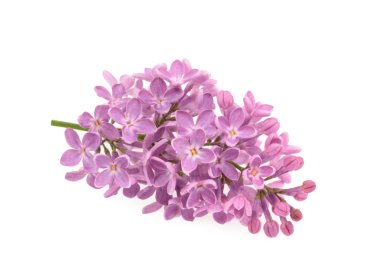 Bahar çiçeği, dal mor leylak. Şırınga bayağıdır..