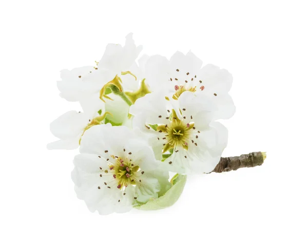 Gruszka kwiaty na białym tle — Zdjęcie stockowe