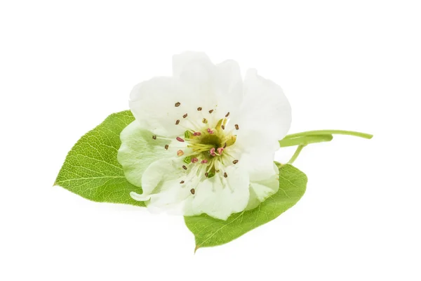 Flores de pera aisladas en blanco — Foto de Stock