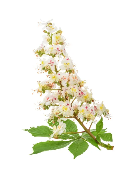 Кінський каштан (Aesculus hippocasanum, Conker tree) квіти ізольовані — стокове фото