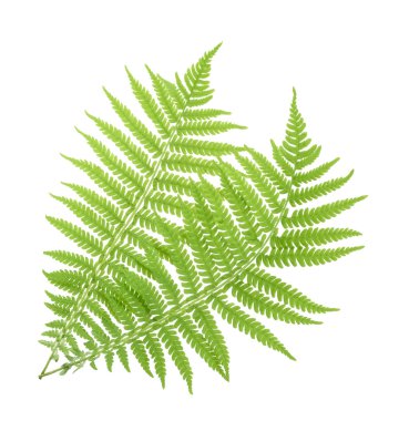 Fern isolated on white. without shadow clipart