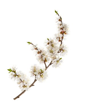 Apricot flowers isolated on white. without shadow clipart