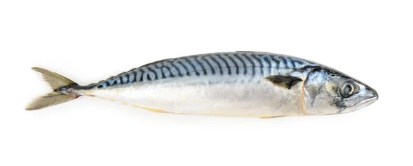Mackerel Fish Isolated on White Fone — стоковое фото