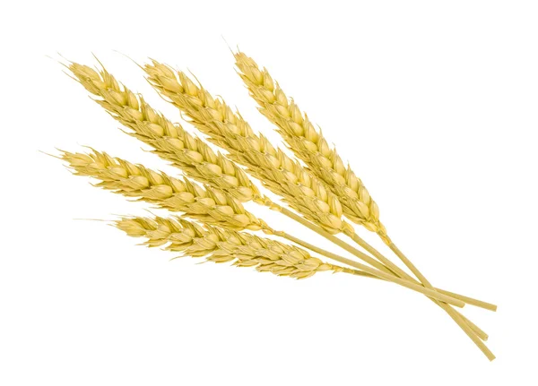Pšenice izolovaná na bílo. bez stínu — Stock fotografie