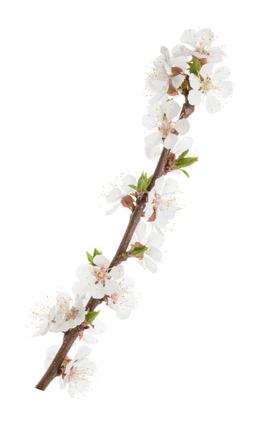 Apricot flowers isolated on white. without shadow — Stock Photo, Image