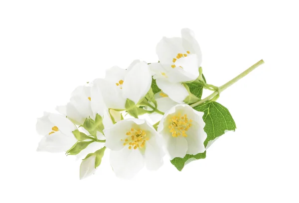 Jasmine isolated on white — Stock Photo, Image