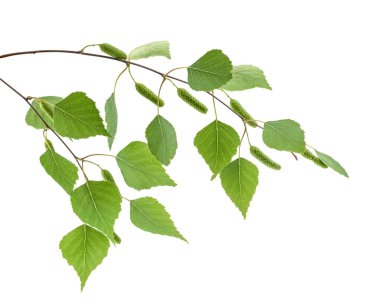 Huş izole bırakır. Gölge