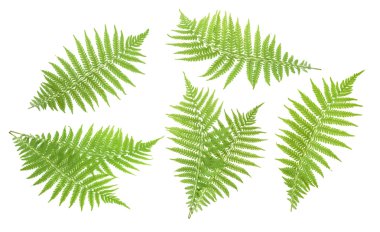 Beyaz izole fern. Gölge