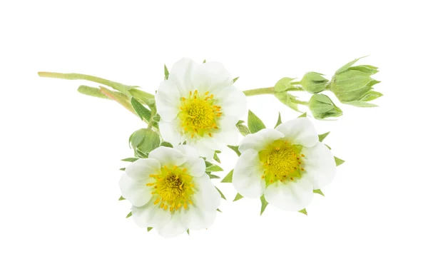 Strawberry flowers isolated on white — Stock Photo, Image