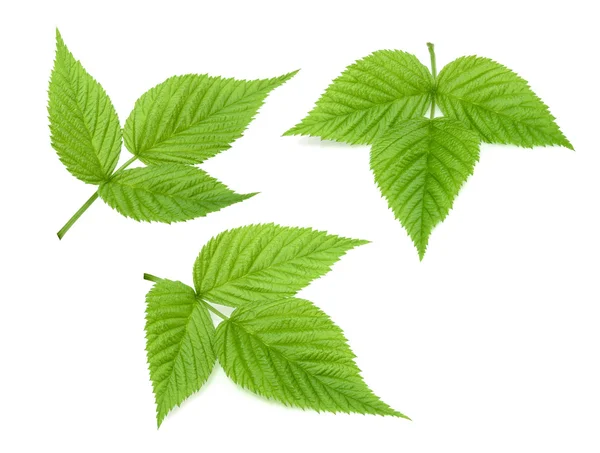 Raspberry leaf isolated on white — Stock Photo, Image