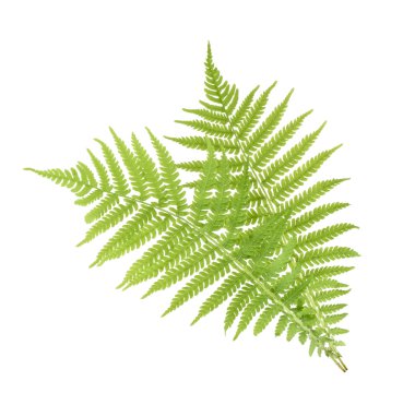 Beyaz izole fern. Gölge