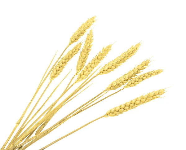 Пшениця ізольована на білому. без тіні — стокове фото
