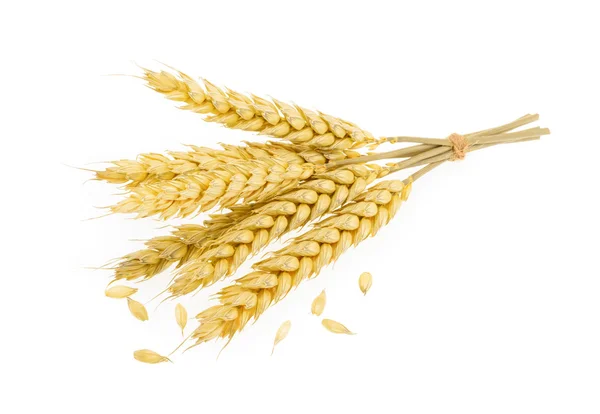 Wheat isolated on white — Stock Photo, Image