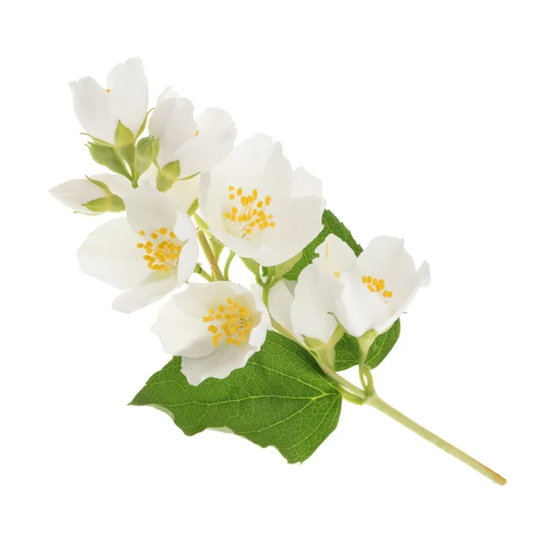 Jasminblüte isoliert auf weiß — Stockfoto