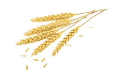 Beyaz üzerine izole buğday