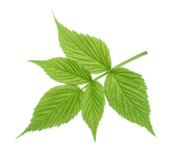 Ahududu Yaprağı gölge izole