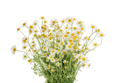 Beyaz arka plan üzerinde izole chamomiles. Gölge