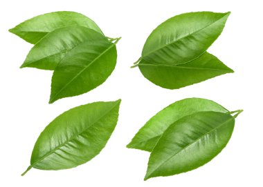Narenciye yaprakları gölge izole